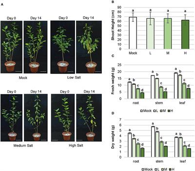 Physiological Measurements and Transcriptome Survey Reveal How Semi-mangrove Clerodendrum inerme Tolerates Saline Adversity